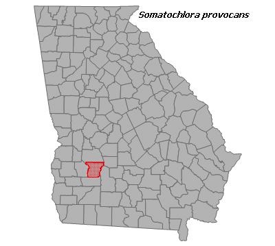 Somatochlora provocans
(Treetop Emerald) Somatochlora provocans
(Treetop Emerald)